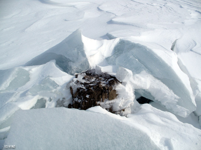 雪景色 北海道 糠平湖 水位が下がり結氷面が下がり割れて出現した切り株